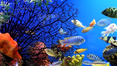 The Tropical Aquarium Fish section of Vital Information