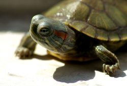 Turtle Care Tips