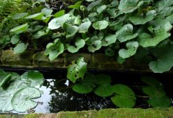 Tips for cleaning muddy ponds