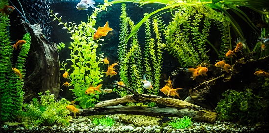 Why you need fish tank decorations!
