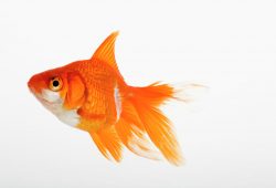 Your Checklist In Caring For Gold Fish