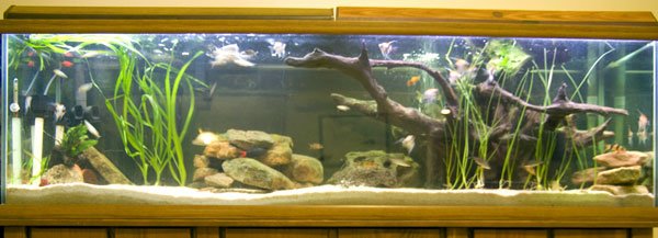 125 Gallon Fish Tank