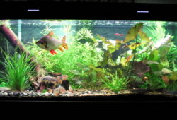 75 Gallon Fish Tank for Home or Office