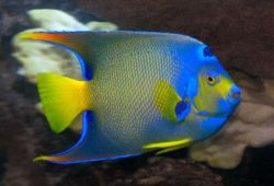 Coral Beauty Angelfish Comparisons