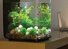 Aquarium Betta Fish