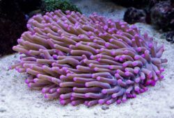 Tropical Marine Aquarium Disk Corals
