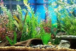 Aquarium Fish Tanks