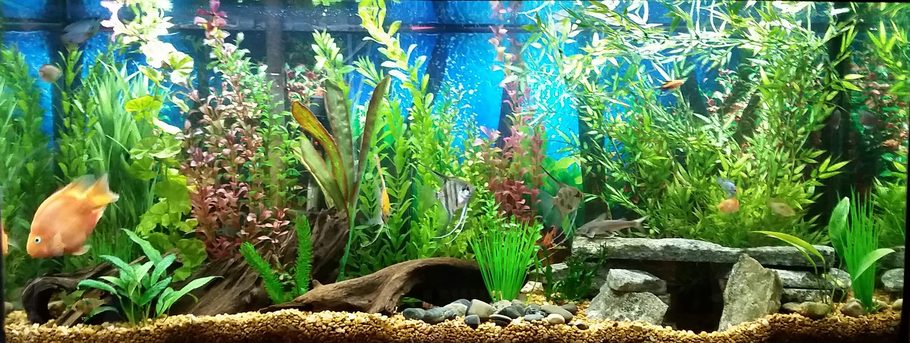 Aquarium Fish Tanks 