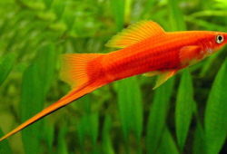 Care and Breeding of Swordtails