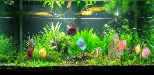 Saggitaria Green Silk Aquarium Fish Tank Plant Realistic Decoration Arteficial