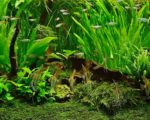 Growing Live Aquarium Plants