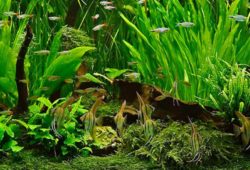 Growing Live Aquarium Plants