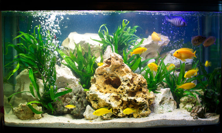 how-to-keep-fish-aquariums-algae-free-useful-information-on-subject