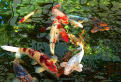 Choosing and Caring for Koi