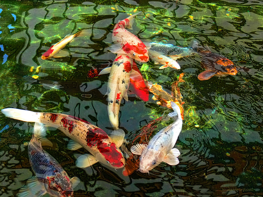 Choosing and Caring for Koi