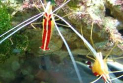 Cleaner Shrimp and Wrasses for Saltwater Aquaria
