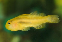 Clown Goby