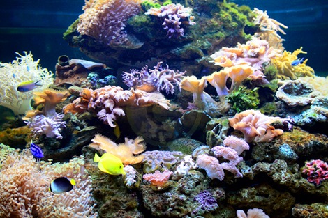 Nutrition for Marine Life in the Coral Aquarium