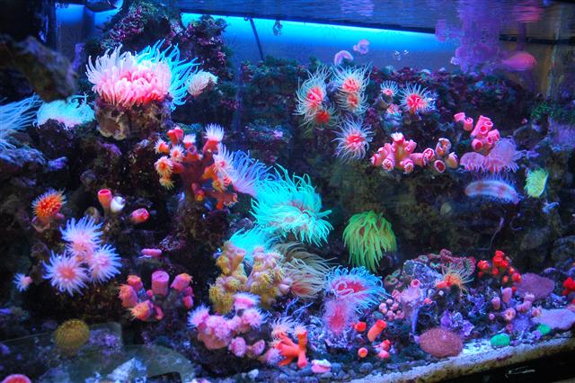 Coral Decor
