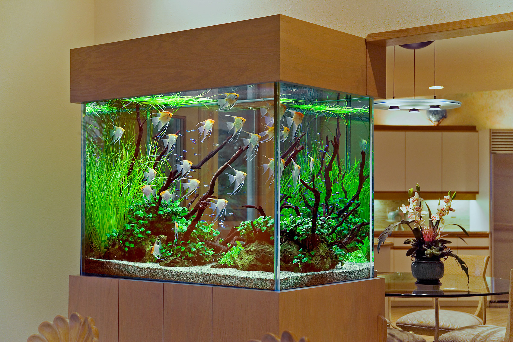  Custom Saltwater Aquarium & Custom Freshwater Aquarium