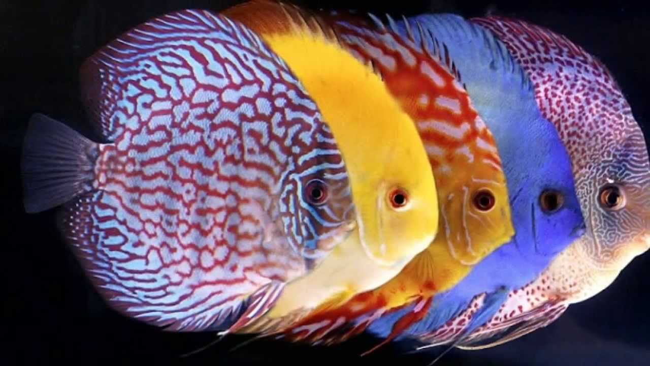 Discus Fish 