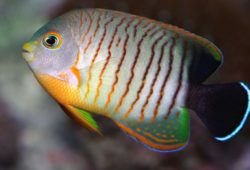 Most Expensive Dwarf Angelfishes