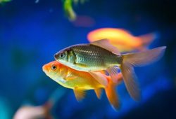 How To Choose Fish For Your Aquarium
