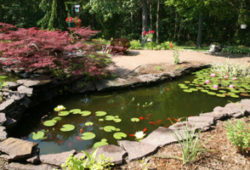Fish Pond Maintenance for Fall