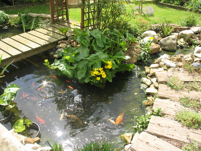 Obtaining Started with a Fish Pond