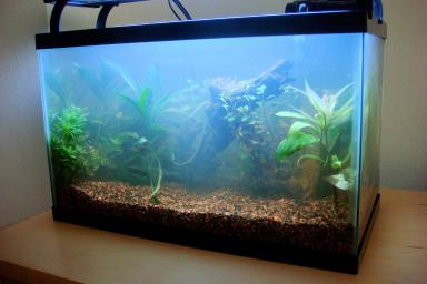 How to Fix Cloudy Water In A New Fish Tank