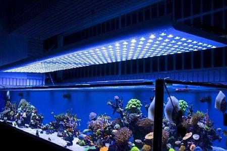 Tips on Choosing Fish Tank Lighting