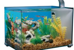 Tips on Finding Cheap Fish Tanks Online