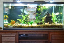 Selecting the Form of Your Aquarium