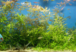 Getting Started with a Freshwater Aquarium