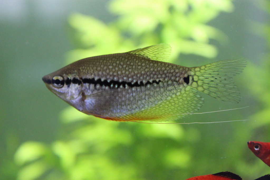 About Freshwater Aquarium Fish