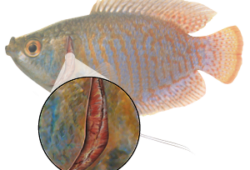 Gill Inflammation