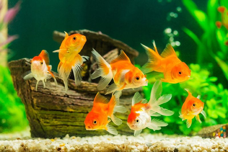 About Goldfish Care