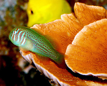 Green Clown Goby