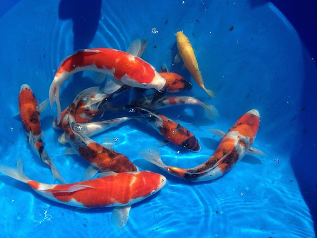 Koi Fish for Beginners Review