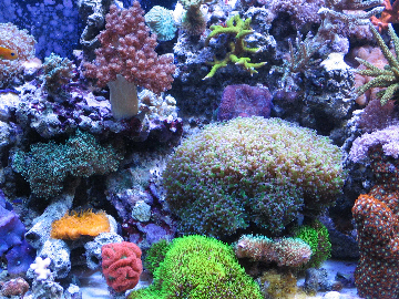 Live Coral