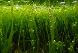 Got a Marine Algae Problem?