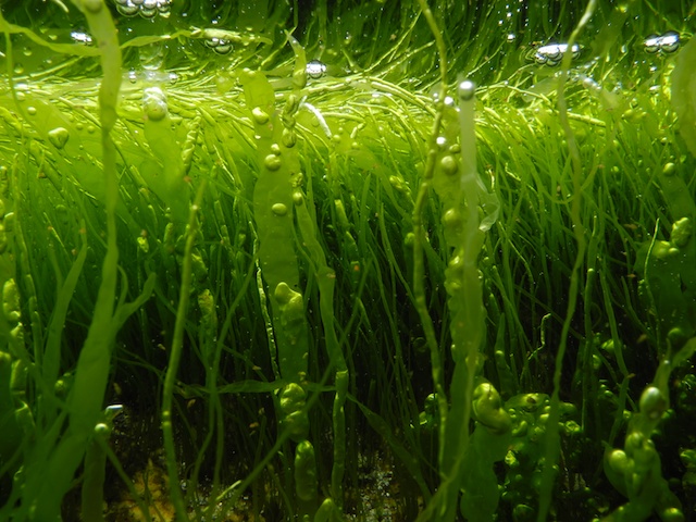 Got a Marine Algae Problem