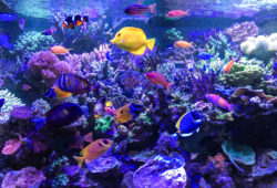 Top 5 Marine Aquarium Fish