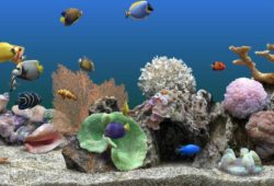 Mimicry in the Marine Aquarium