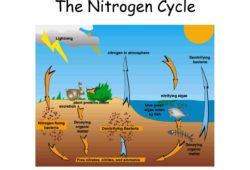 Understanding The Nitrogen Cycle