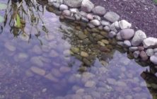 Outdoor Cichlid Ponds