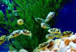 Puffer Fish for the Tropical Fish Tank