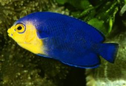 Pygmy Angelfish for the Saltwtare Aquarium