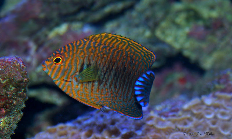 Reef-Compatible Versus Reef-Associated Fishes