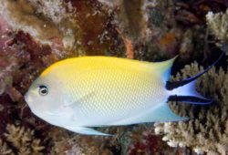 Excellent Reef-Safe Angelfish